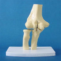 Joint à coude humain Constituer des pièces Modèle d&#39;anatomie squelettique